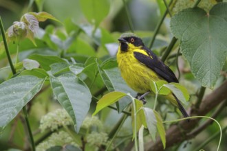 Yellow-bellied Dacnis (Dacnis flaviventer) perched on a branch in Manu National Park, Peru
