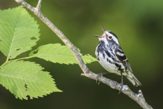 Black-and-White Warbler (Mniotilta varia) perched on a branch in southern Ontario, Canada