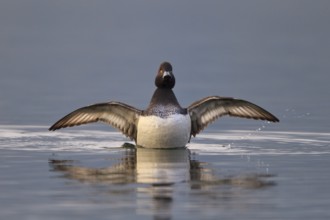 Tufted Duck (Aythya fuligula) male, Carinthia, Austria