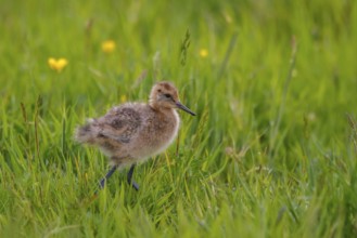Black-tailed Godwit (Limosa limosa) juvenile, Netherlands