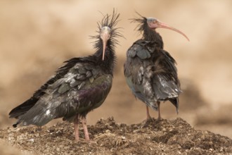 Northern Bald Ibis (Geronticus eremita), Morocco
