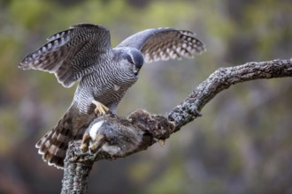 Northern Goshawk (Accipiter gentilis) female with prey, Madrid, Spain