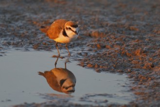 Kentish Plover (Charadrius alexandrinus) male, Mallorca, Spain