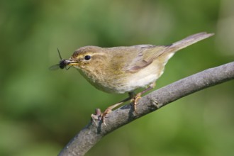 Willow Warbler (Phylloscopus trochilus), Baden-Wuerttemberg, Germany