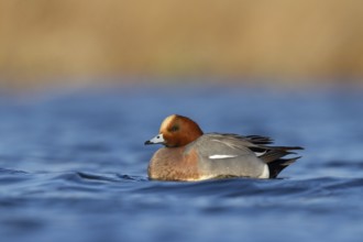 Eurasian Wigeon (Mareca penelope) male, Utrecht, Netherlands