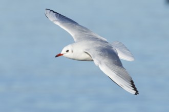 Black-headed Gull (Chroicocephalus ridibundus) flying, St. Gallen, Switzerland
