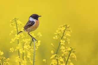 European Stonechat (Saxicola rubicola) male perched in a rape field, Saxony-Anhalt, Germany
