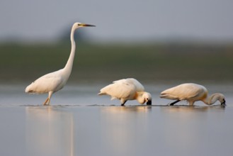 Eurasian Spoonbill (Platalea leucorodia), Lake Neusiedl, Austria