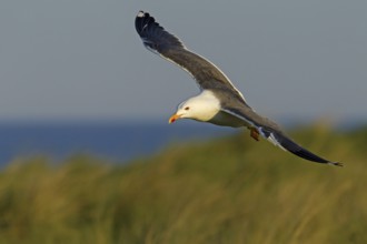 Lesser Black-backed Gull (Larus fuscus) flying, Schleswig-Holstein, Germany