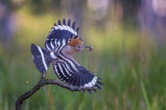 Eurasian Hoopoe (Upupa epops) with food in beak, Saxony-Anhalt, Germany