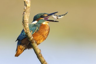 Common Kingfisher (Alcedo atthis) with fish prey in its beak, North-Rhine Westphalia, Germany