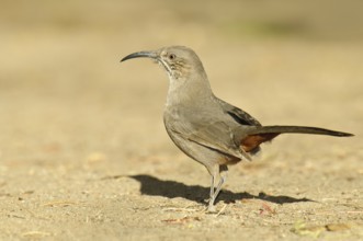 Curve-billed Thrasher (Toxostoma curvirostre), Arizona, USA