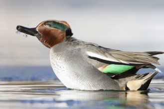 Eurasian Teal (Anas crecca) male, St. Gallen, Switzerland