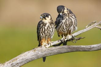 Eurasian Hobby (Falco subbuteo) pair, Carinthia, Austria