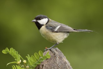 Great Tit (Parus major) male, St. Gallen, Switzerland