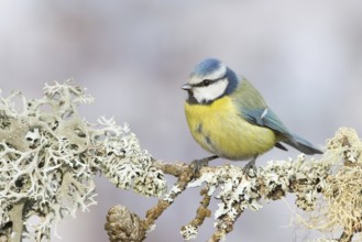 Eurasian Blue Tit (Cyanistes caeruleus), St. Gallen, Switzerland