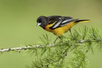 Baltimore Oriole (Icterus galbula) male, Ohio, USA