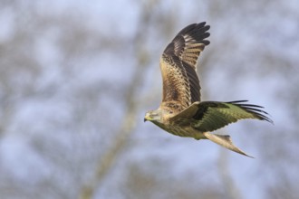 Red Kite (Milvus milvus) flying, United Kingdom