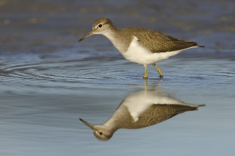 Common Sandpiper (Actitis hypoleucos), Rhine Delta, Austria