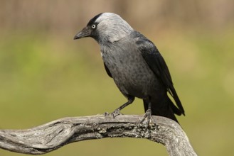 Western Jackdaw (Coloeus monedula), Smaland, Sweden