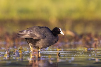 Eurasian Coot (Fulica atra), North Rhine-Westphalia, Germany