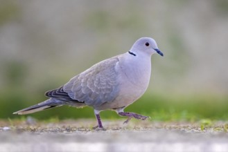 Eurasian Collared Dove (Streptopelia decaocto), Kiskunsag National Park, Hungary