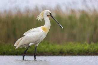 Eurasian Spoonbill (Platalea leucorodia), Kiskunsag National Park, Hungary