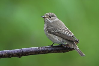 Spotted Flycatcher (Muscicapa striata), Greece