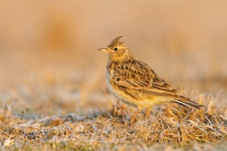 Eurasian Skylark (Alauda arvensis), Baden-Wuerttemberg, Germany