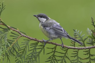 Great Tit (Parus major), Berlin, Germany
