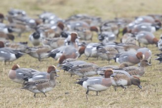 Eurasian Wigeon (Mareca penelope) group, Netherlands