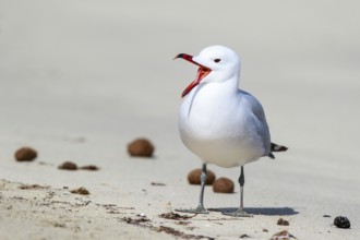 Audouin's Gull (Ichthyaetus audouinii) calling, Mallorca, Spain