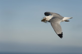 Black-legged Kittiwake (Rissa tridactyla) flying with nesting material in beak, Schleswig-Holstein,