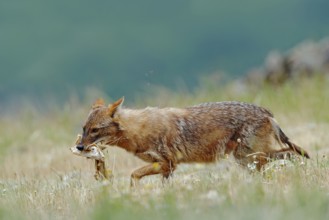 Golden jackal, Canis aureus, feeding scene with meadow, Madzharovo, Eastern Rhodopes, Bulgaria.