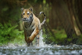 Amur tiger running in water. Danger animal, tajga, Russia. Animal in forest stream. Grey Stone,