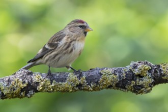 Common Redpoll (Acanthis flammea), Lower Saxony, Germany