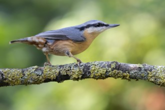 Eurasian Nuthatch (Sitta europaea), Lower Saxony, Germany