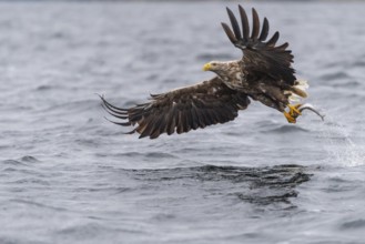 White-tailed Eagle (Haliaeetus albicilla) hunting, Norway