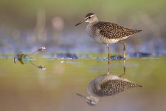 Wood Sandpiper (Tringa glareola) foraging, Poland