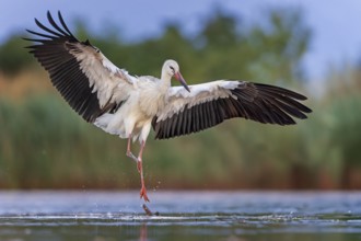 White Stork (Ciconia ciconia) foraging in shallow water, Saxony-Anhalt, Germany