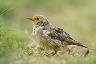 Rosy Starling (Pastor roseus) juvenile, Schleswig-Holstein, Germany