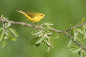 American Yellow Warbler (Setophaga aestiva) perched on a branch, Texas, USA