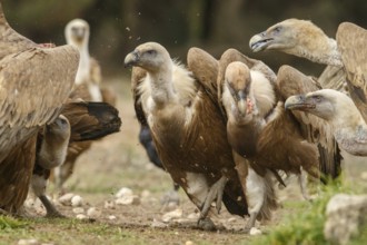Griffon Vulture (Gyps fulvus), feeding, Castile and Leon, Spain