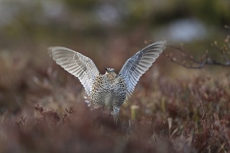 Great Snipe (Gallinago media) flapping wings, Buskerud, Norway