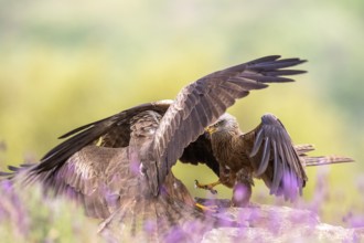 Black Kite (Milvus migrans) fighting, Madrid, Spain