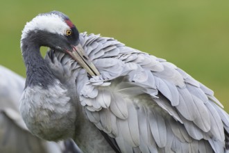 Common Crane (Grus grus) preening, Mecklenburg-Western Pomerania, Germany