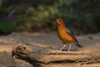 Orange-headed Thrush (Geokichla citrina innotata), Yunnan, China