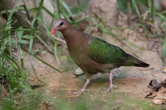 Common Emerald Dove (Chalcophaps indica) female, Yunnan, China