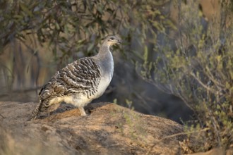 Malleefowl (Leipoa ocellata), Victoria, Australia