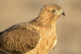 Bonelli's Eagle (Aquila fasciata) juvenile, Castile-La Mancha, Spain